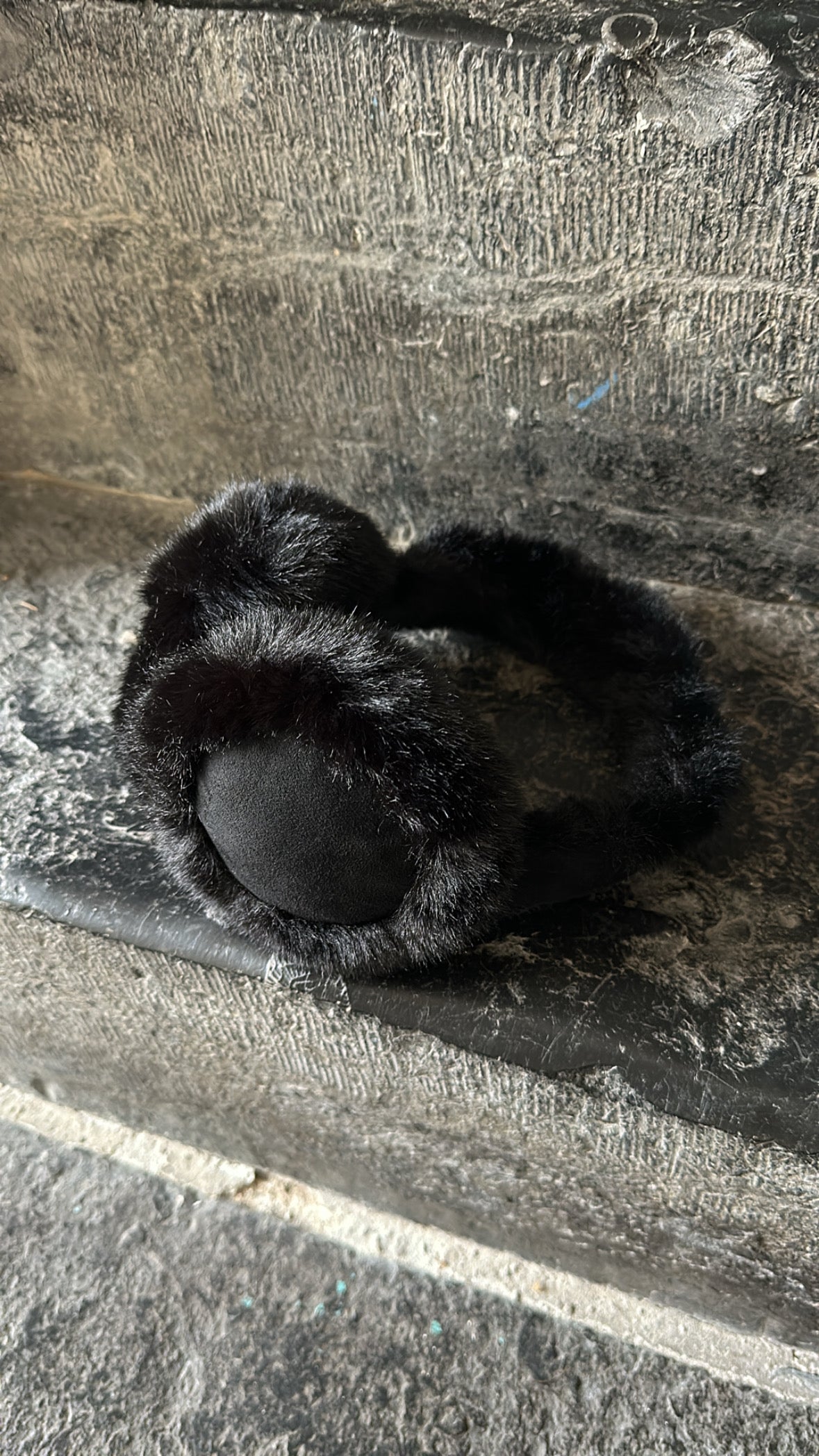 Cache oreilles Noire